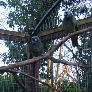 Scaly-headed Parrot (Pionus maximiliani)