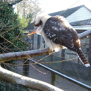 kookaburra