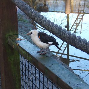 White-headed Buffalo Weaver