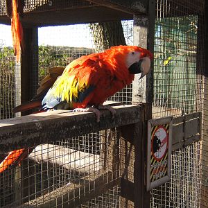 Scarlet Macaw