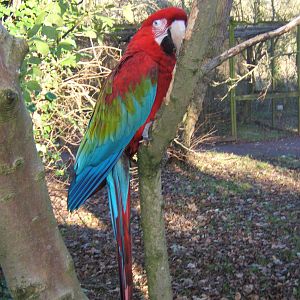 Green-winged Macaw