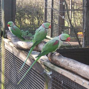 Alexandrine Parakeet