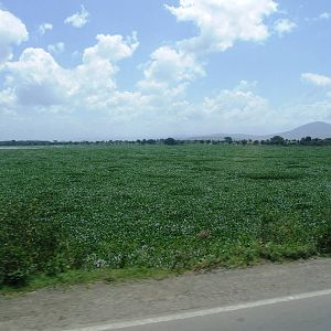 Expanse of Water Hyacinth near Ziway, 13/10/14