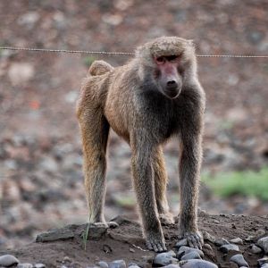 Hamadryas Baboon near Awash, 13/10/14