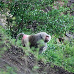 Hamadryas Baboon near Awash, 13/10/14