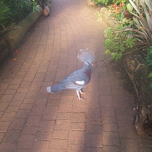 Victoria Crowned Pigeon