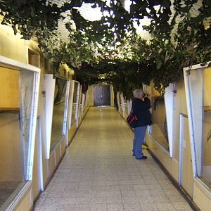 View inside the Gibbon House
