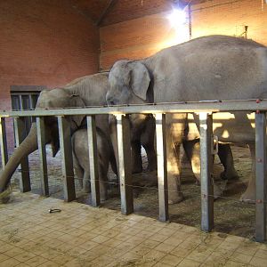 Asian Elephants