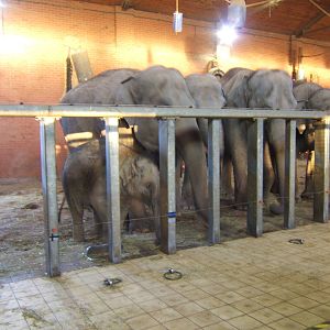 Asian Elephants