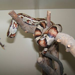 Corn Snake