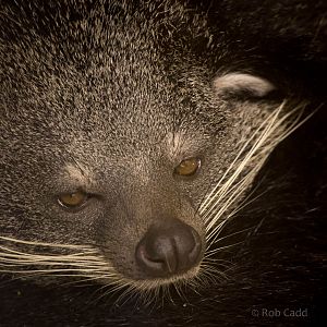 Binturong : Hamerton : 27 Sep 2014