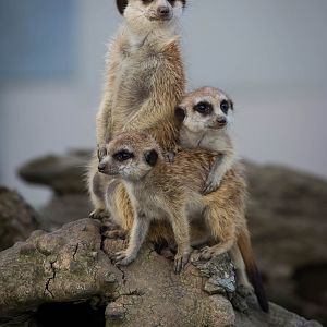Meerkats : Hamerton : 27 Sep 2014