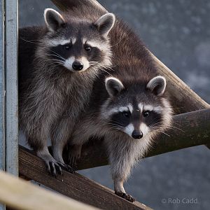 Raccoons : Hamerton : 27 Sep 2014