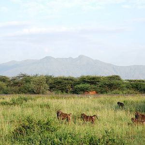 Olive Baboons, Entrance to Awash NP, 13/10/14
