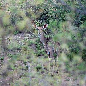 Northern Lesser Kudu in Awash NP, 13/10/14