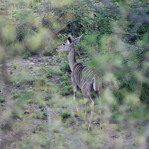 Northern Lesser Kudu in Awash NP, 13/10/14