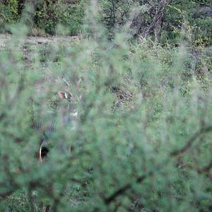 Northern Lesser Kudu in Awash NP, 13/10/14