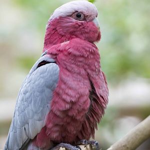 Galah