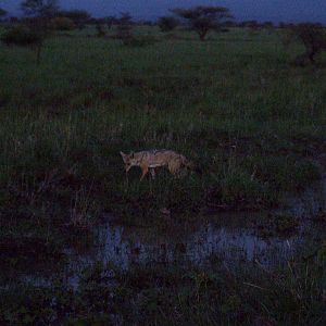 Golden Jackal in Awash NP, 12/10/14