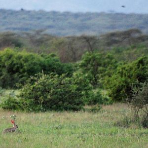 Abyssinian Hare in Awash NP, 12/10/14