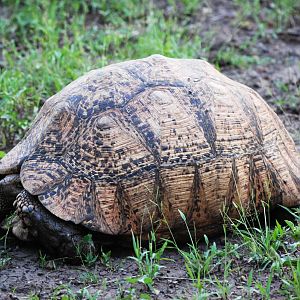 Leopard Tortoise in Awash NP, 12/10/14