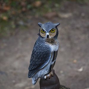 Owl Statue (Beaver Exhibit)