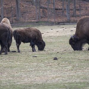 Bison Calf