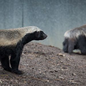 Ratel / honey badger : Howletts : 14 Oct 2014