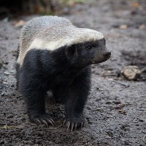 Ratel / honey badger : Howletts : 14 Oct 2014