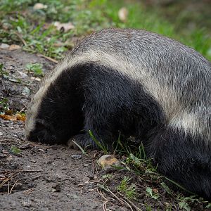 Ratel / honey badger : Howletts : 14 Oct 2014