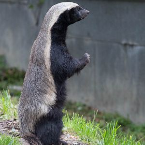 Ratel / honey badger : Howletts : 14 Oct 2014