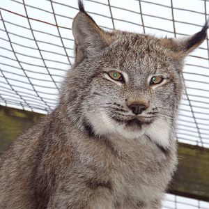 Canada Lynx (Lynx canadensis) at Hamerton Zoo Park - April 20 2014