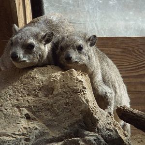 Arabian Rock Hyrax (Procavia capensis jayakari) at Cotswold Wildlife Park -