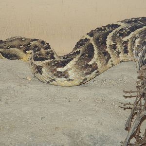 Puff Adder (Bitis arietans) at Cotswold Wildlife Park - 19 April 2014