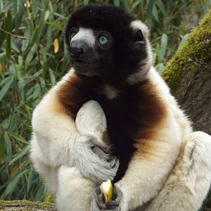 Crowned Sifaka (Propithecus coronatus) at Cotswold Wildlife Park - 19 April