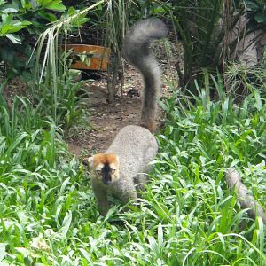 Red-fronted lemur - 2011
