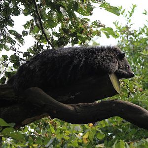 Binturong