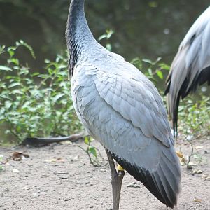 Demoiselle crane young