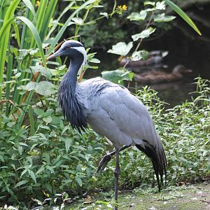 Demoiselle crane