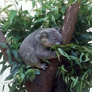 Koala - 2011