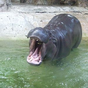 Pigmy Hippopotamus - 2011