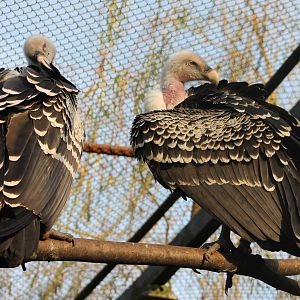 R?ppel's vultures