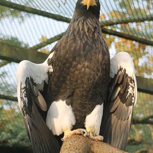 Steller's sea-eagle