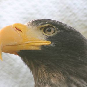 Steller's sea-eagle