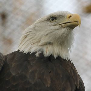 Bald eagle
