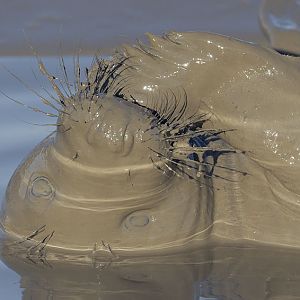 This is not a chocolate covered seal . . .