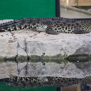 Cuban crocodile : Crocodiles of the World : 14 Nov 2014