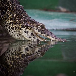 Cuban crocodile : Crocodiles of the World : 14 Nov 2014