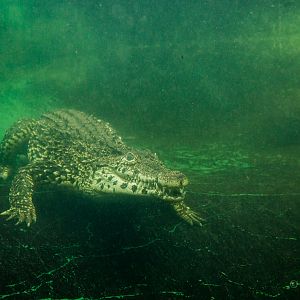 Cuban crocodile : Crocodiles of the World : 14 Nov 2014