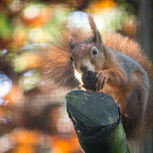 Red squirrel : Wildwood : 16 Oct 2014